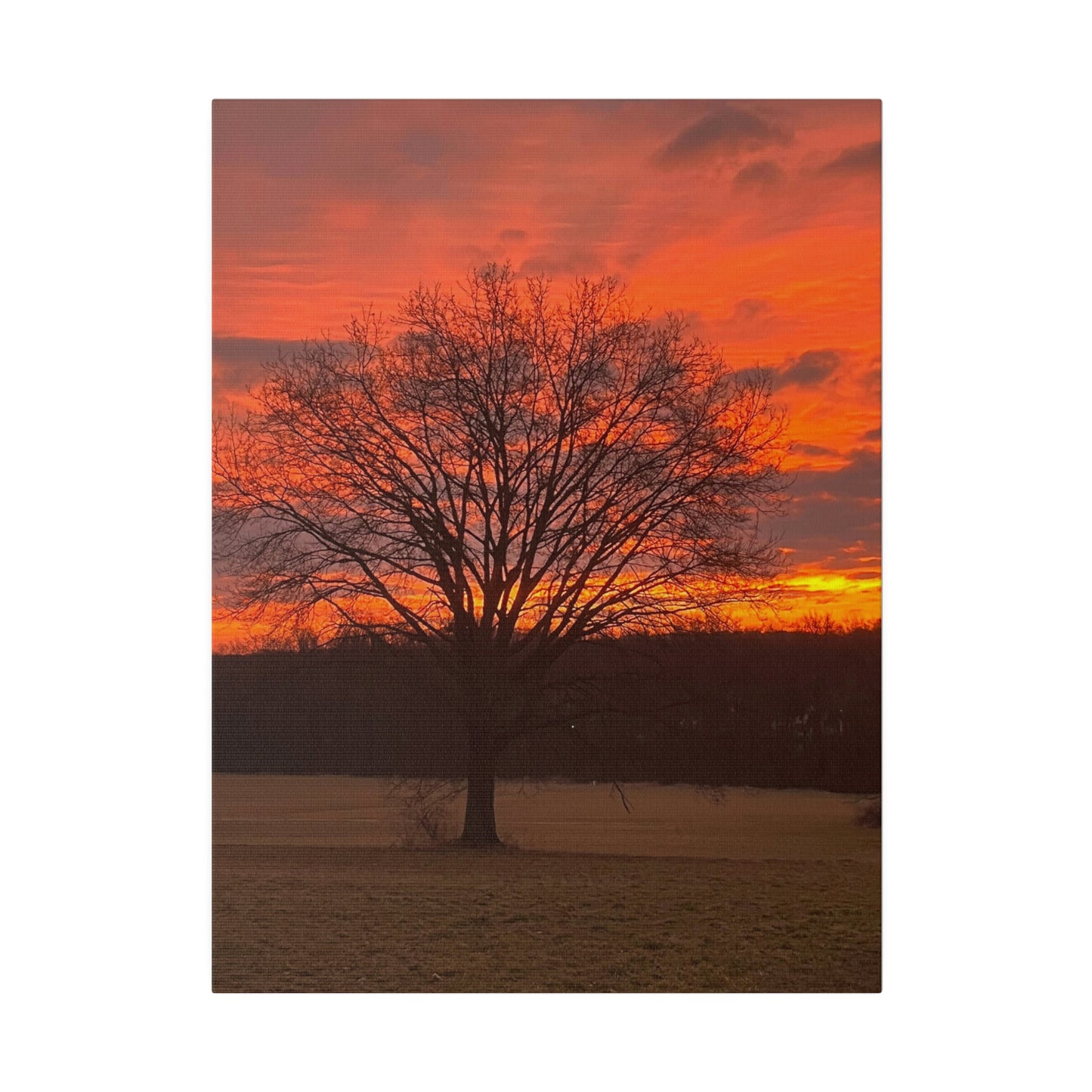 Bucks County Sunrise at Oak Tree