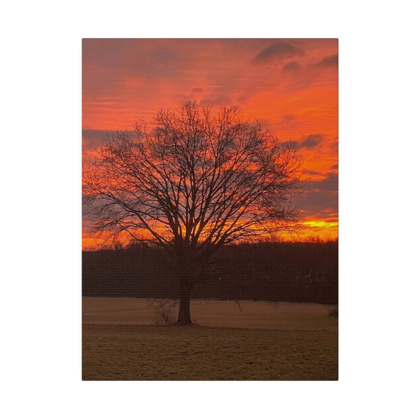 Bucks County Sunrise at Oak Tree