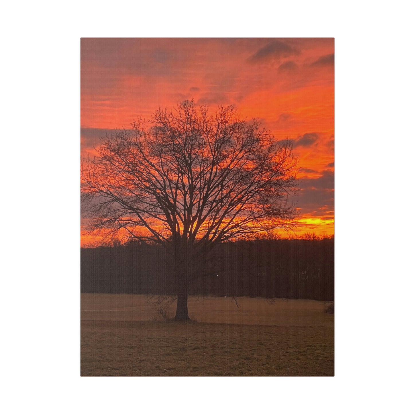 Bucks County Sunrise at Oak Tree